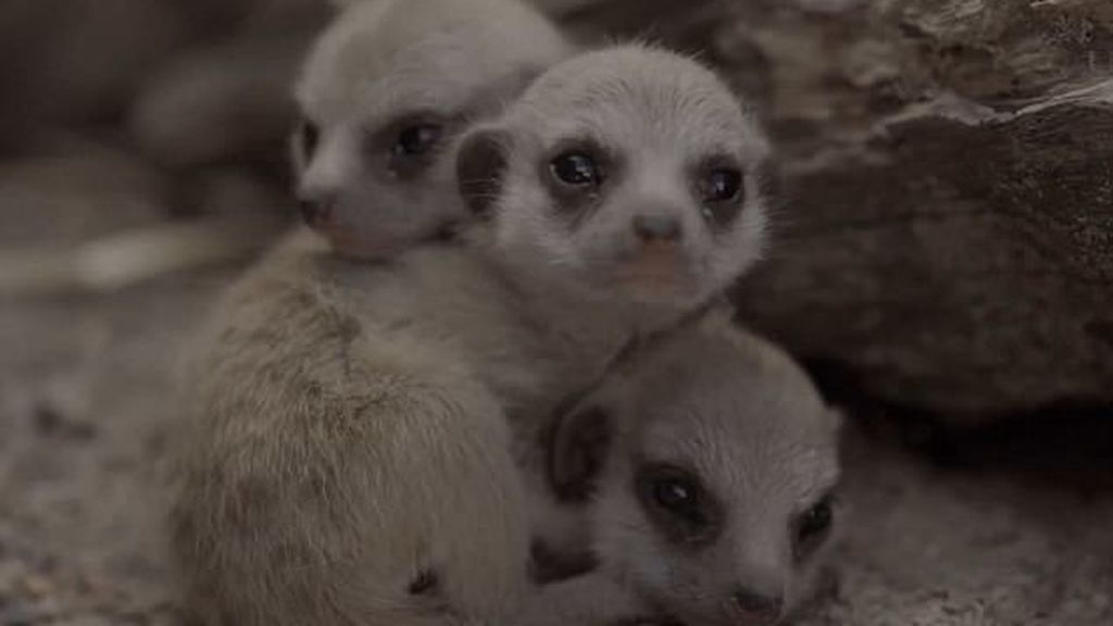 Las primeras horas de vida de estos suricatas te enternecerán el corazón
