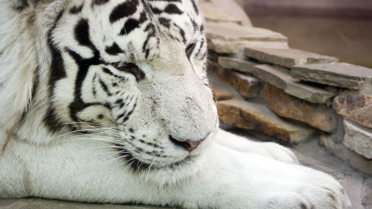 Dos cachorros de tigre blanco matan a uno de sus cuidadores en India