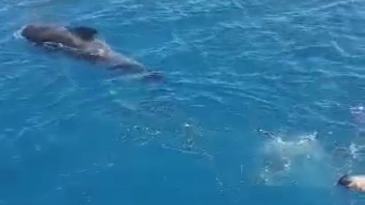 Liberan a una ballena atrapada al sur de Fuerteventura