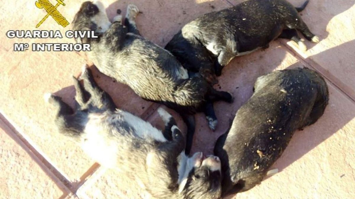 La Guardia Civil salva la vida de siete cachorros de mastines abandonados en un saco