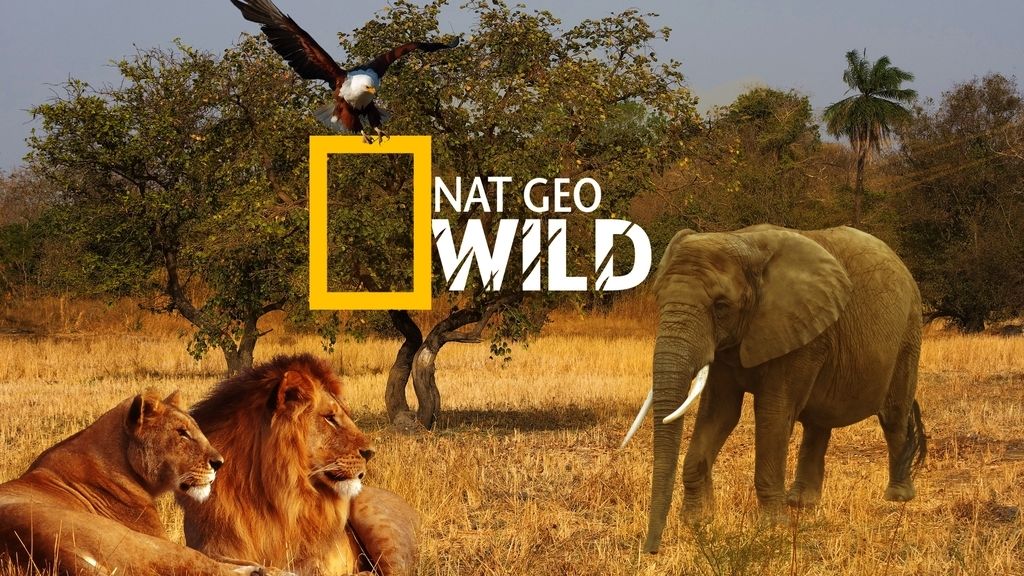 2010 Lanzamiento canal Nat Geo wild