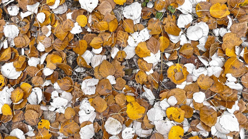 Petricor y otros nombres raros que vas a tener que aprender este otoño