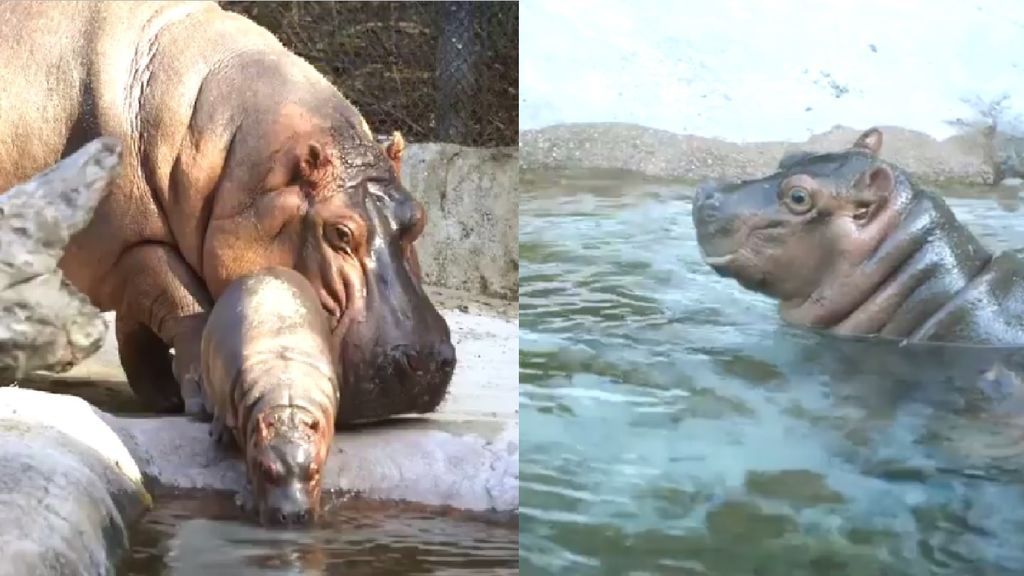 El zoo de San Diego celebra el nacimiento de un nuevo hipopótamo