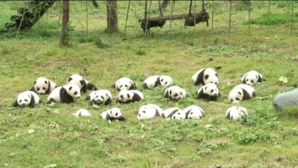 La tierna estampa de los bebés panda nacidos en China este 2017