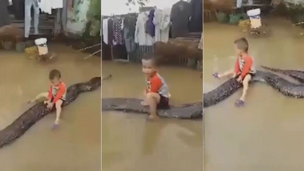 Sorprendente momento de un niño de tres años montado sobre una pitón gigante