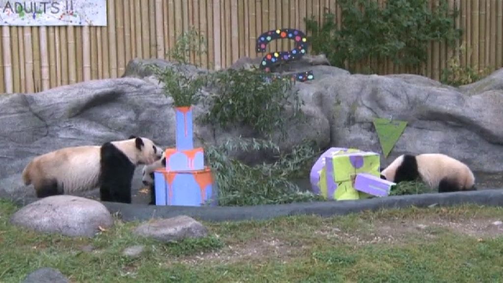 Dos gemelos panda celebran su segundo cumpleaños en el  zoológico de Toronto