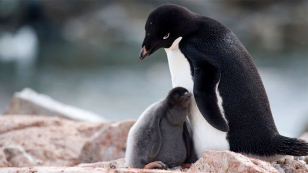 El hambre mata a miles de crías de pingüinos en la Antártida