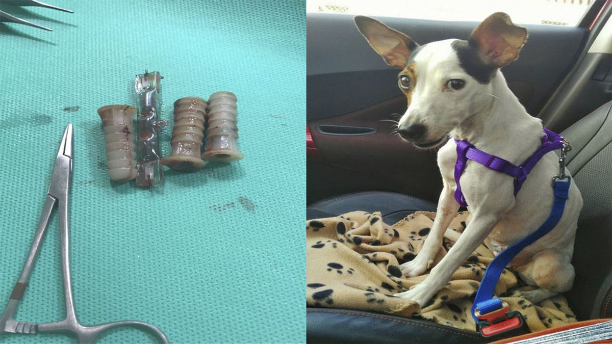 Logran salvar la vida de una perra a la que le habían introducido varios objetos en la vagina