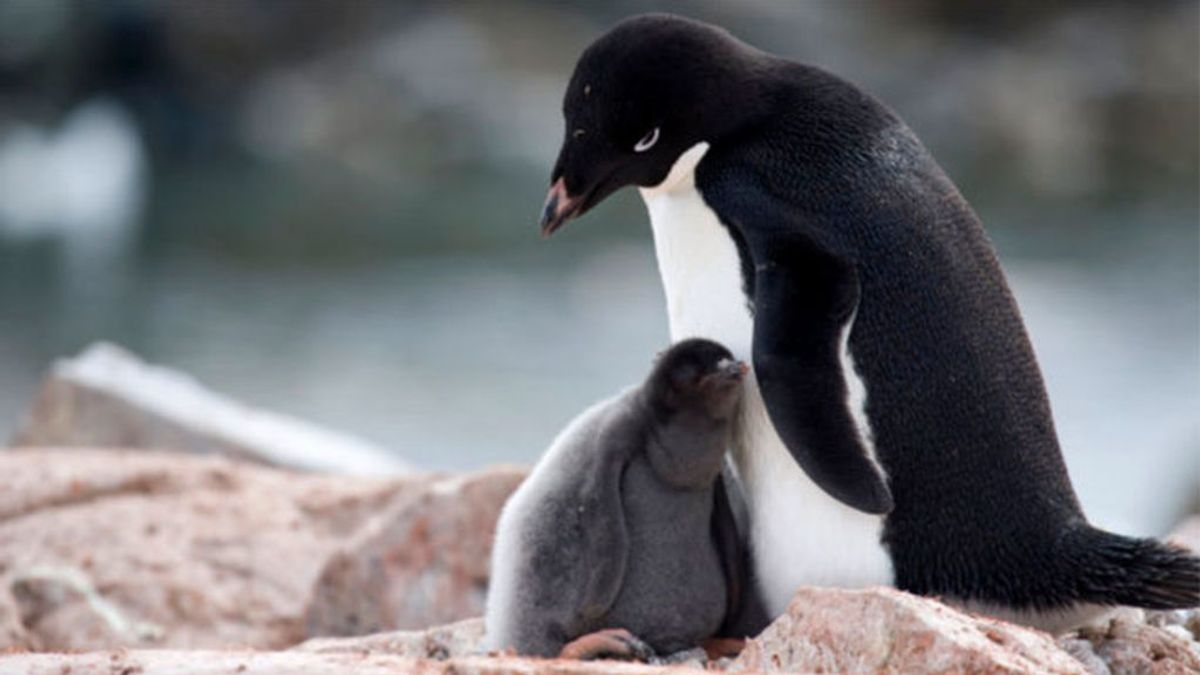 Pingüinos en la Antártida