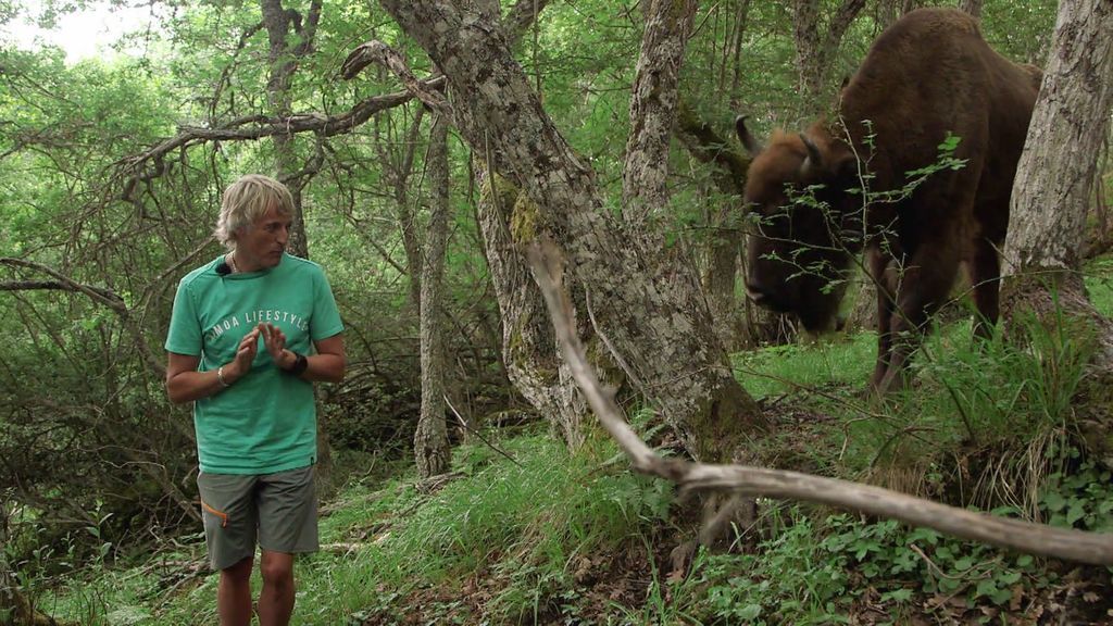 ¡Qué cornamenta! Un búfalo enorme y varios bisontes hacen pasar mucho miedo a Calleja