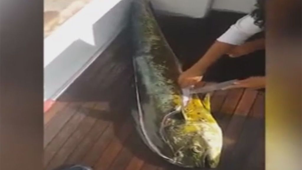 No creerás lo que encontró este pescador al abrir el estómago de un pez