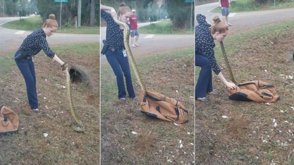 Una joven policía captura con sus propias manos una anaconda de casi 3 metros