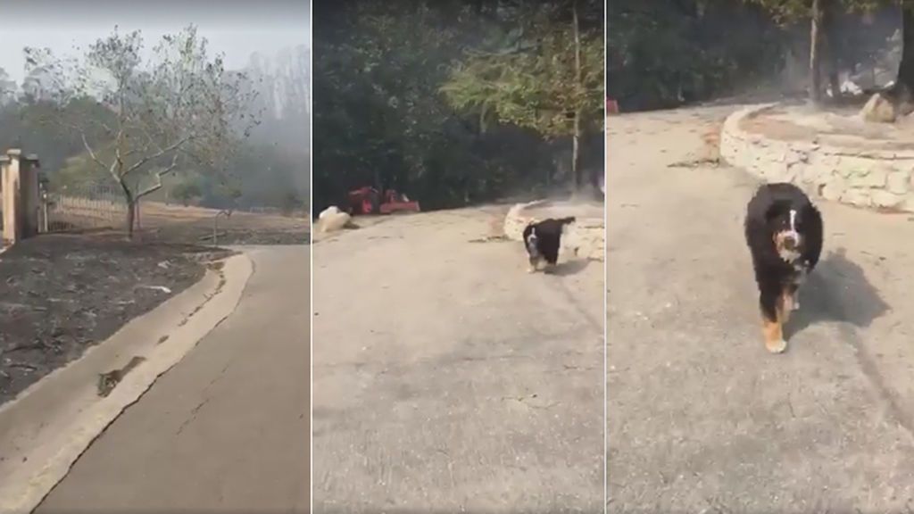 Izzy, la perra que sobrevivió a la destrucción de los incendios de California