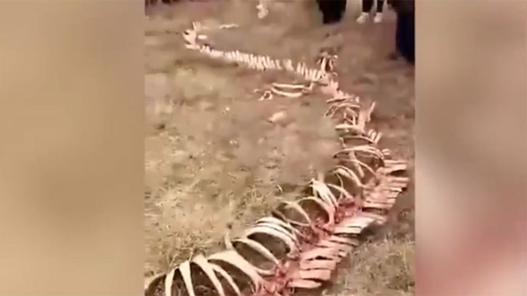 Hallan en China el esqueleto de un 'dragón' de dieciocho metros