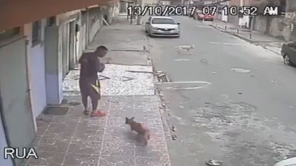 La travesura de este perro callejero acabó con un final inesperado
