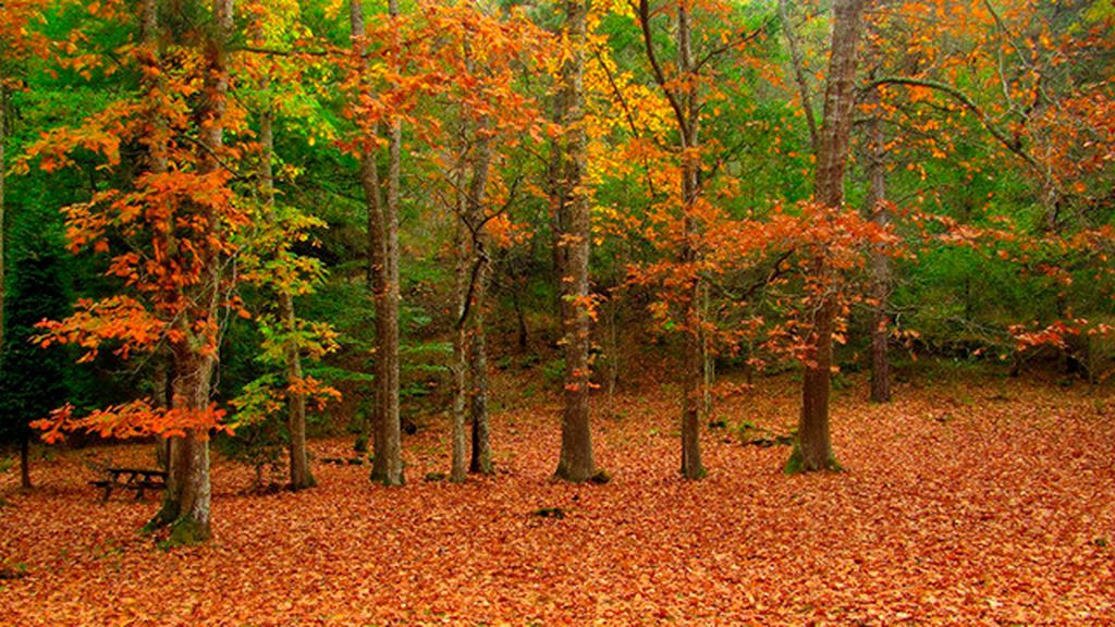 Parque natural Saja-Besaya. Cantabria