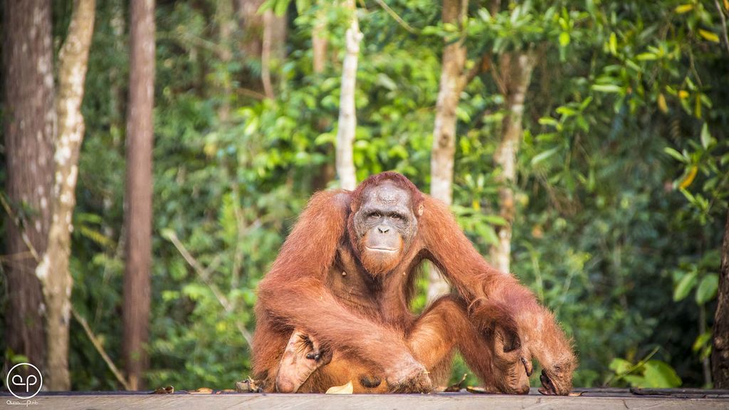 Cara a cara con un orangután