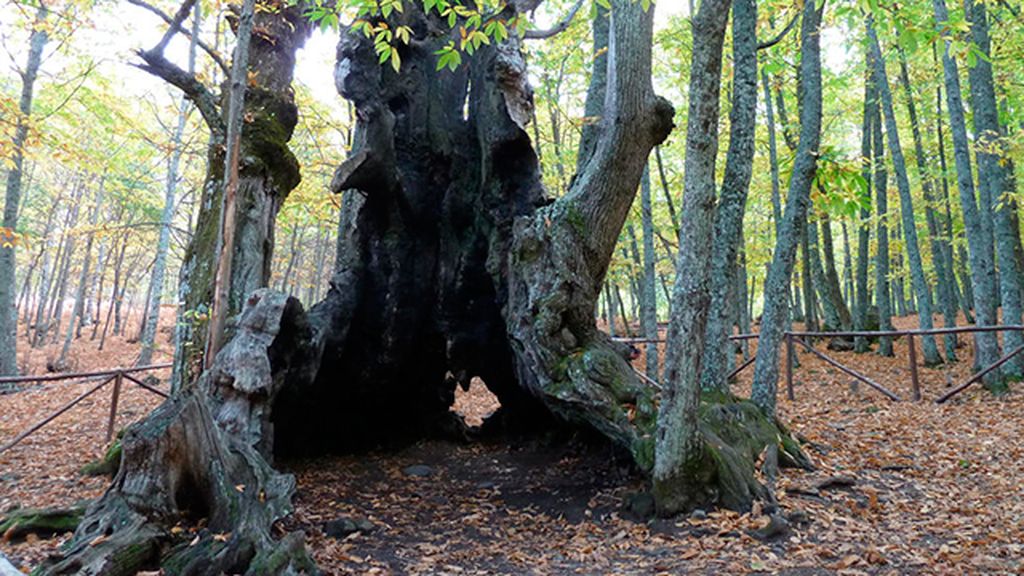 Castañar de El Tiemblo. Castilla-León