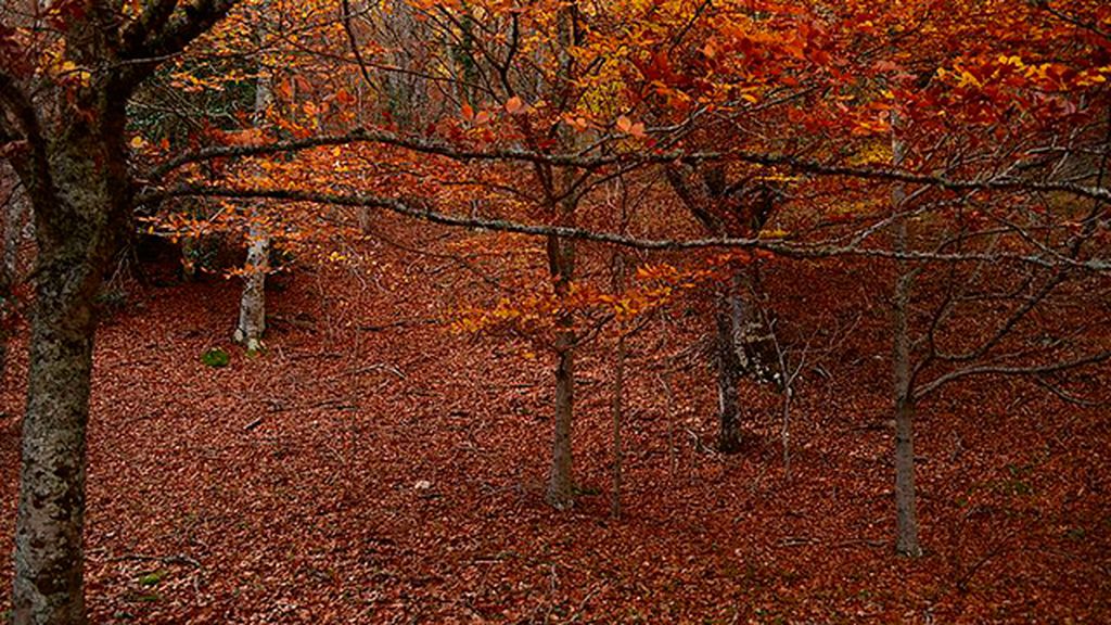 Irati y otros paraísos para flipar en otoño