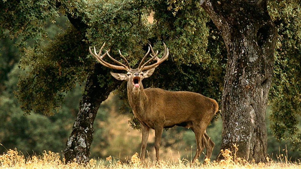 Parque natural de los Alcornocales. Andalucía