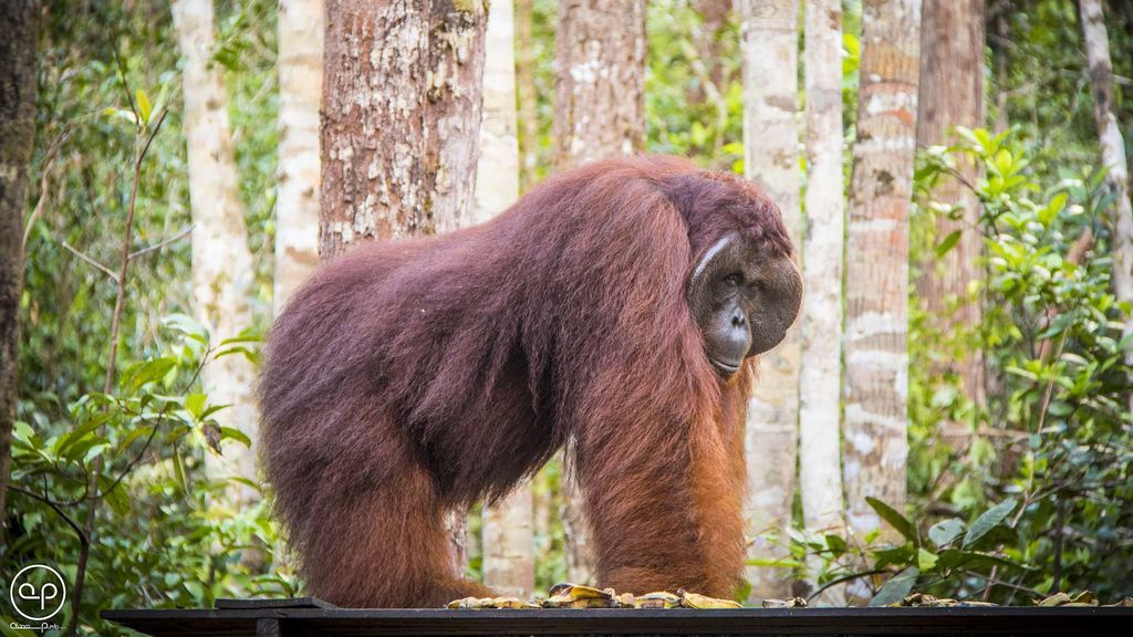 Cara a cara con un orangután