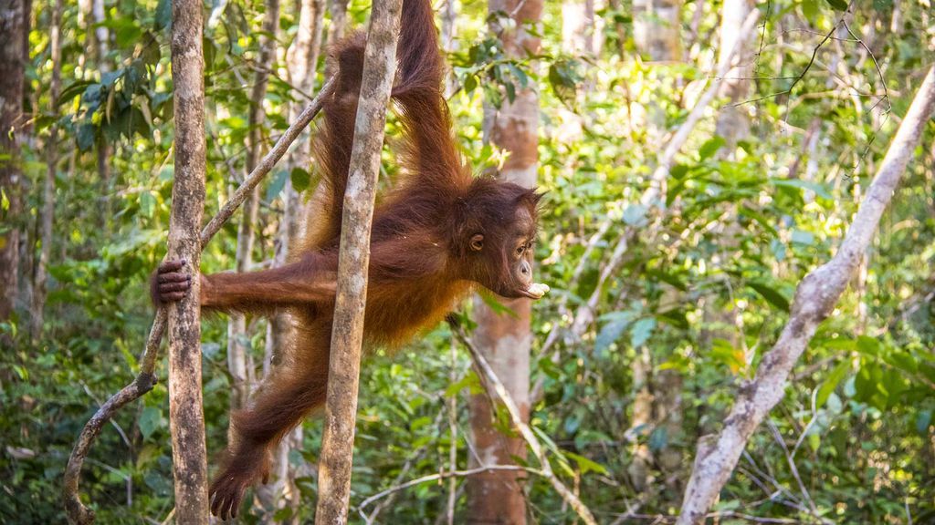 Cara a cara con un orangután
