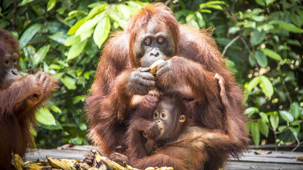 Cara a cara con un orangután