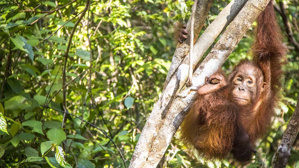 Cara a cara con un orangután