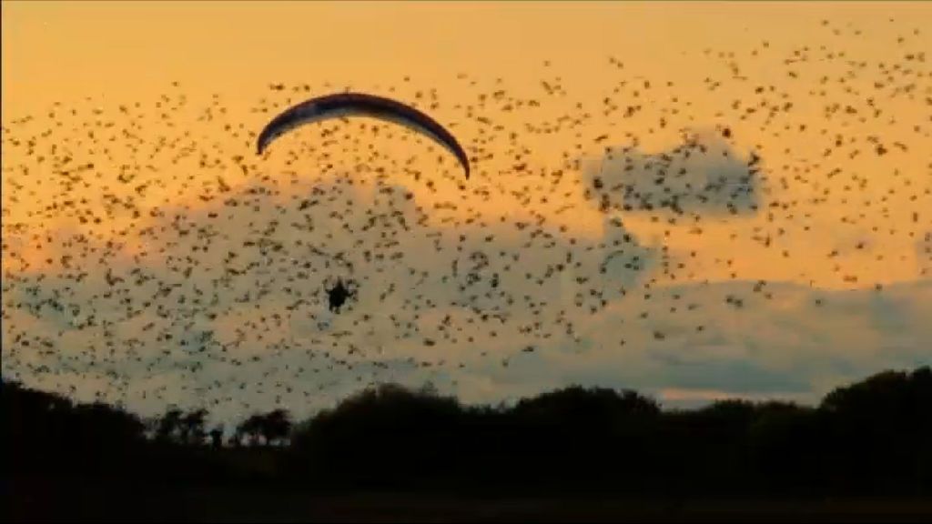 Horacio Llorens, el parapentista español que voló entre pájaros daneses