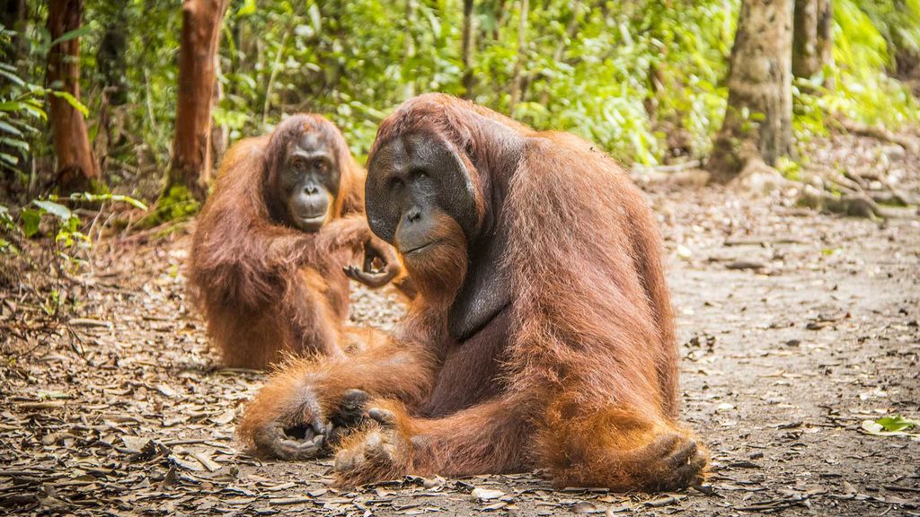 Cara a cara con un orangután