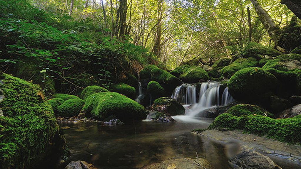Reserva Integral de Muniellos. Asturias