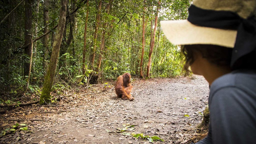 Cara a cara con un orangután