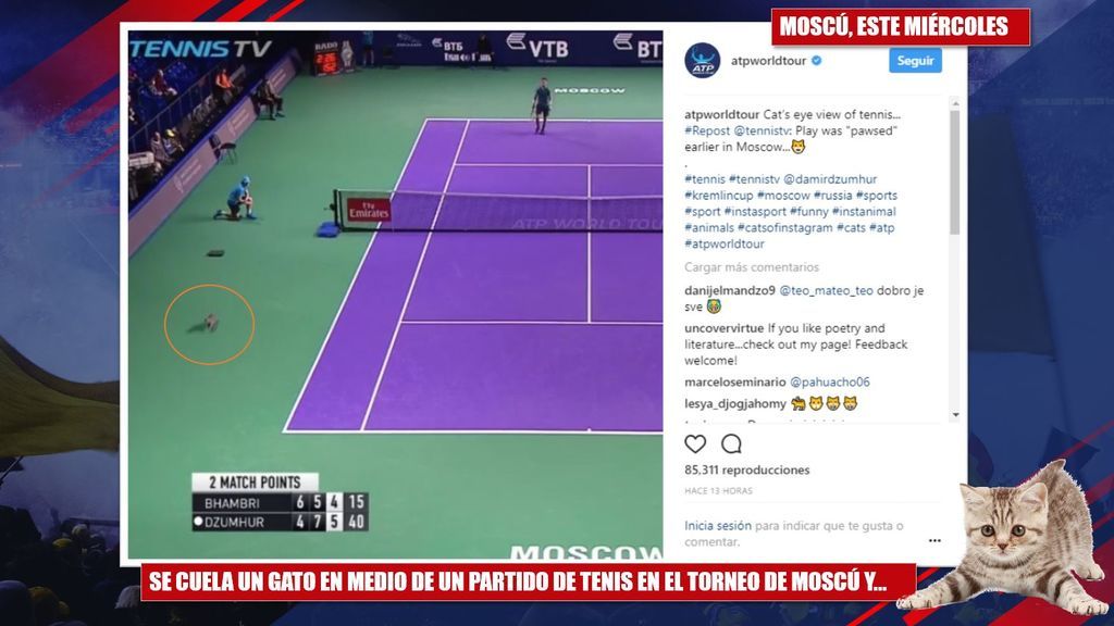 ¡No quería perdérselo! Así fue el momento en que un gato se coló en un partido de tenis en el torneo de Moscú