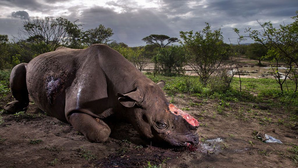El rinoceronte mutilado, imagen ganadora en el Wildlife Photographer 2017