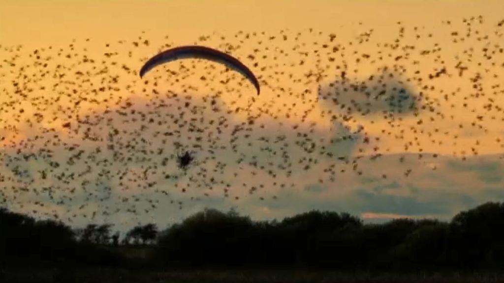 Volando entre pájaros: el español en parapente que te muestra el cielo como nunca lo habías visto