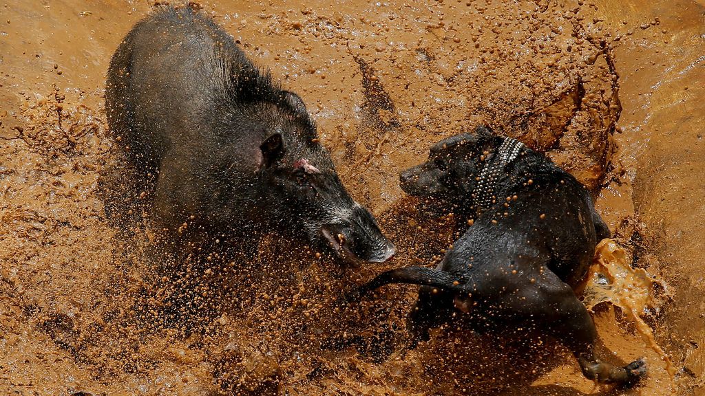 pelea jabalí con perro