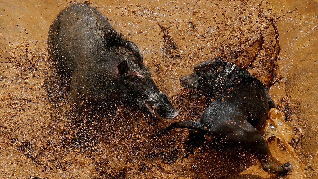 pelea jabalí con perro