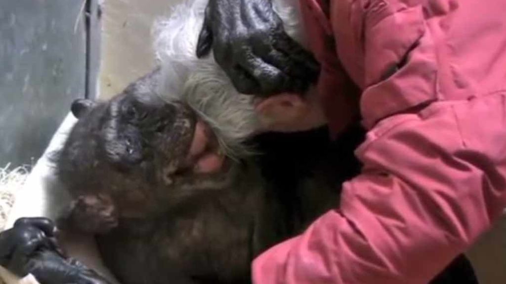Conmovedora despedida: una chimpancé moribunda dice adiós a su cuidador