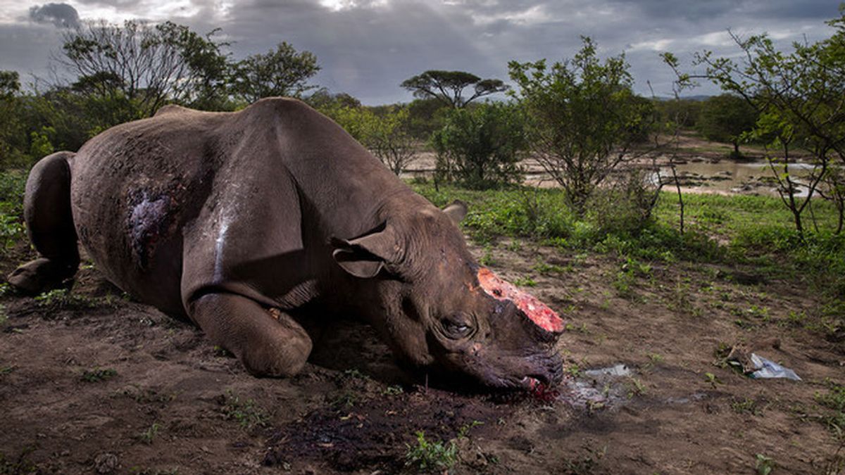 El rinoceronte mutilado, imagen ganadora en el Wildlife Photographer 2017
