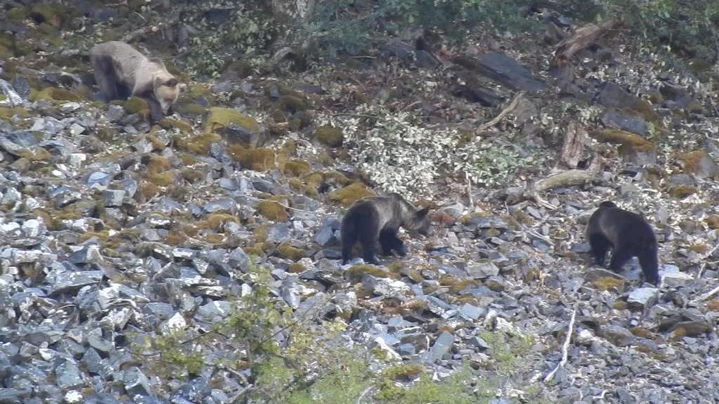 Los incendios dejan sin hogar ni alimento al oso pardo en la Cordillera Cantábrica