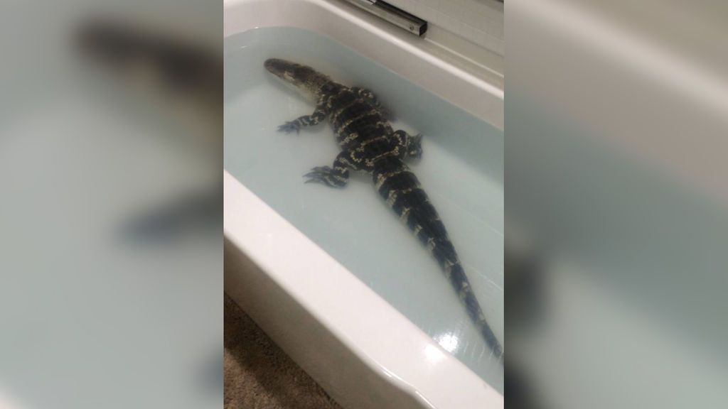 Llaman a la Policía cuando su cocodrilo mascota es más grande que la bañera