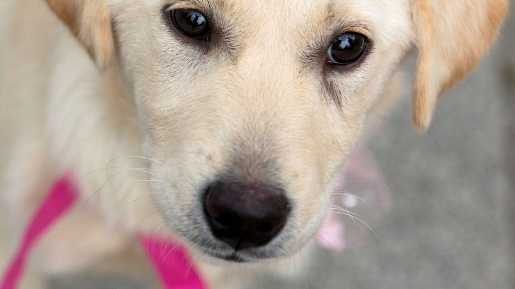 Los perros usan expresiones faciales para comunicarse con los humanos