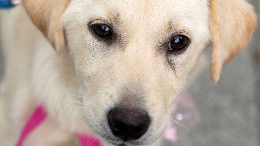 Los perros usan expresiones faciales para comunicarse con los humanos Los perros usan expresiones faciales para comunicarse con los humanos