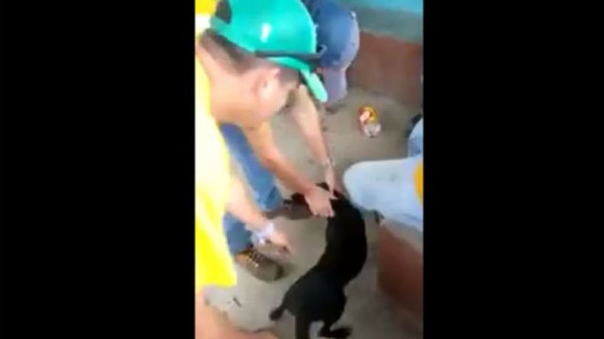 Graban un vídeo maltratando a un perro y acaban despedidos