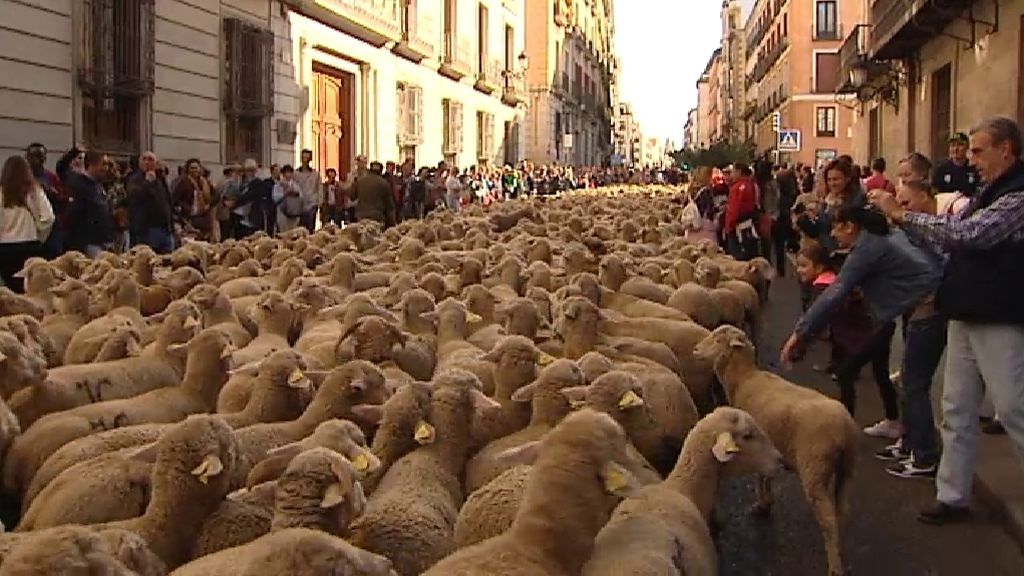 Centenares de ovejas toman las calles de Madrid