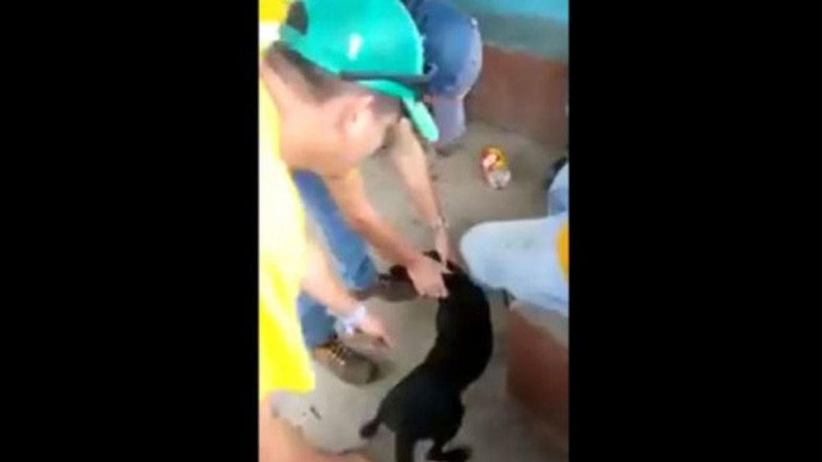 Despedidos por maltratar a un perro durante un descanso del trabajo