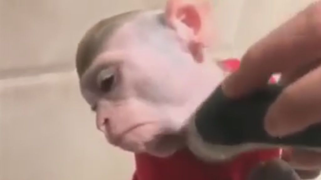 Indignación en la Red por el vídeo de un mono al que afeita su dueño