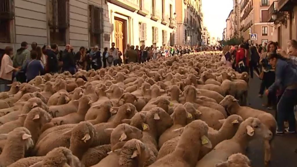 Fiesta de la Trashumancia: el otoño trae a miles de ovejas al centro de Madrid