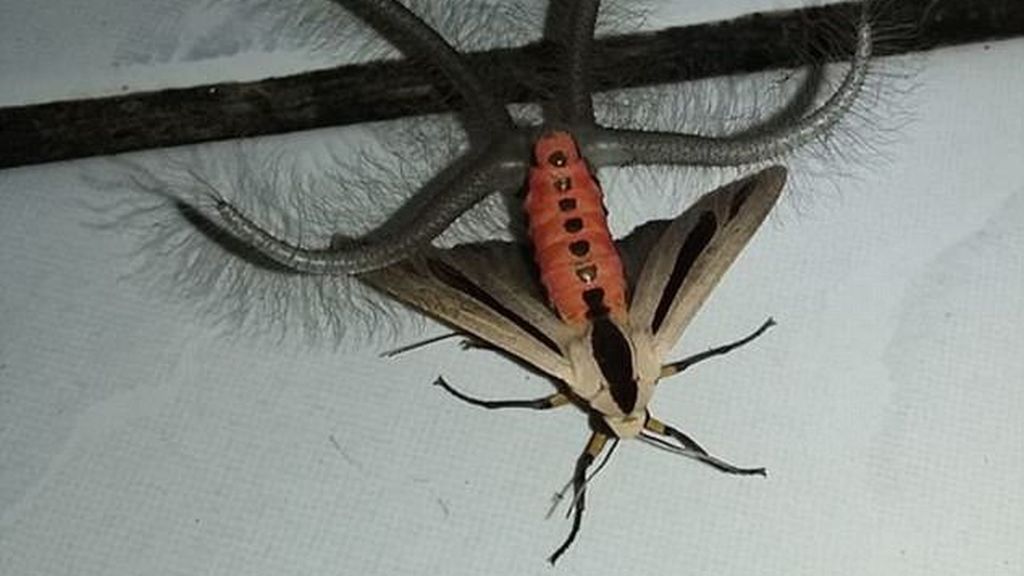 El escalofriante insecto que aterroriza a Australia