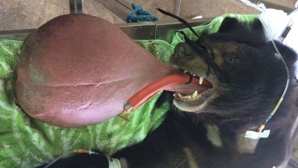 La nueva vida de este oso tras operarle para curarle su lengua de 3 kilos